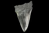 Fossil Mako Shark Tooth - South Carolina #128757-1